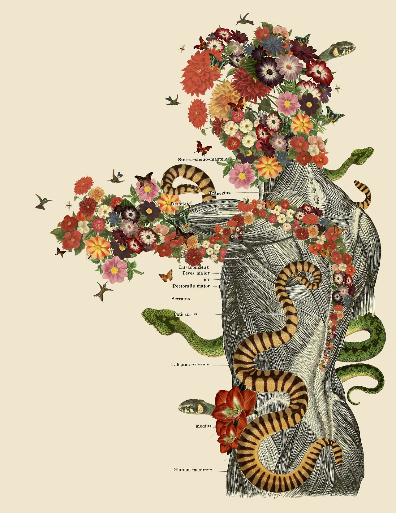 Travis Bedel's Anatomical Collages Made from Vintage Illustrations