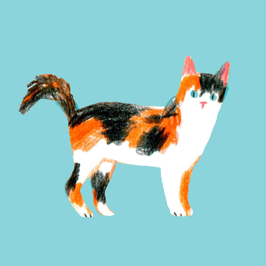 Cat Illustration 