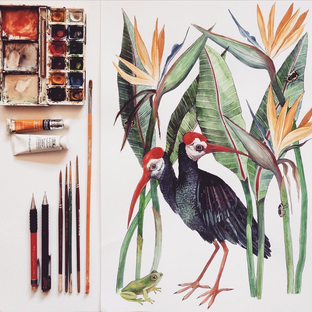 Bird illustrations by Georgina Taylor