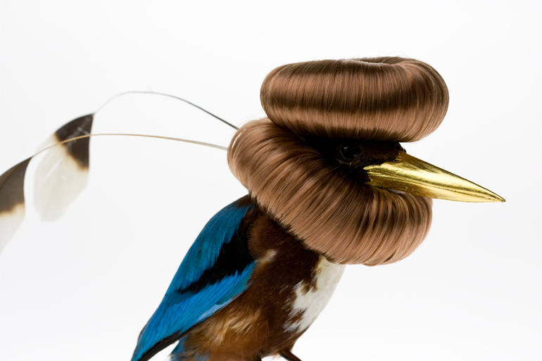 Karley Feaver - Taxidermy 