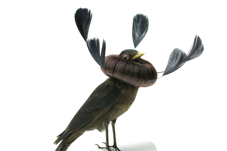 Karley Feaver - Taxidermy 