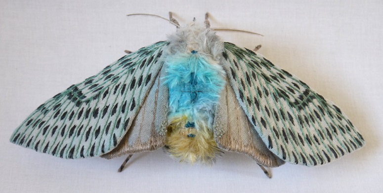 moth5