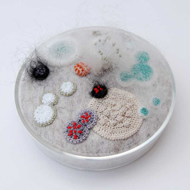 Petri dish