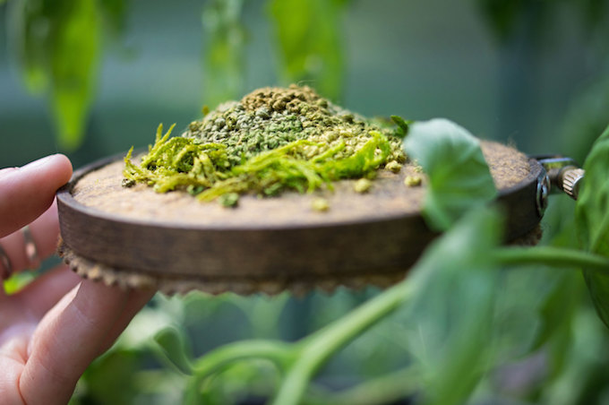 Moss embroidery by Emma Mattson