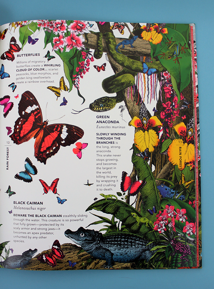 The Wonder Garden by Jenny Broom and illustrated by Kristjana S Williams 