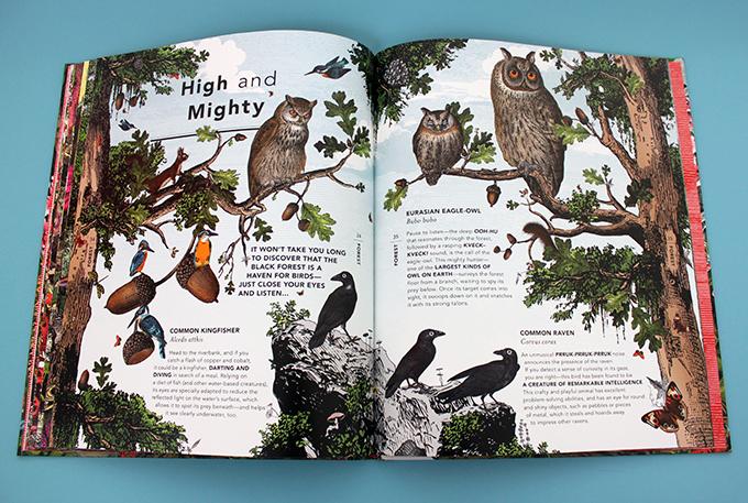 The Wonder Garden by Jenny Broom and illustrated by Kristjana S Williams 