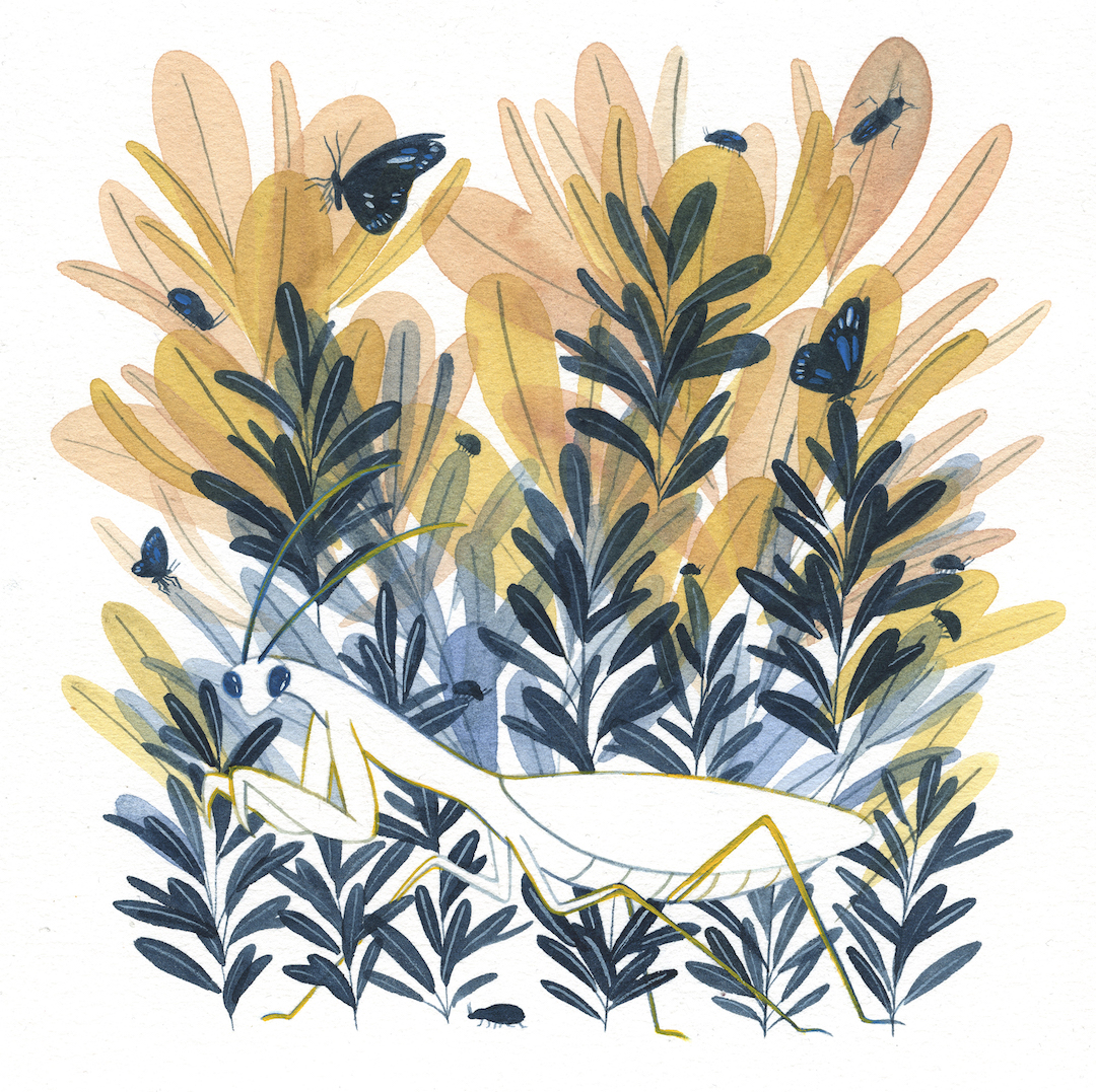Illustrations by Maggie Chiang