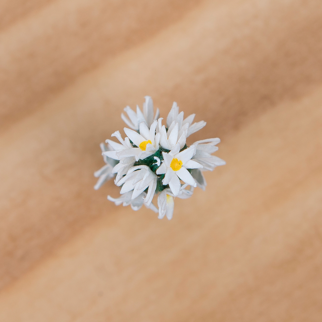 Tiny paper plants by Raya Sader Bujana