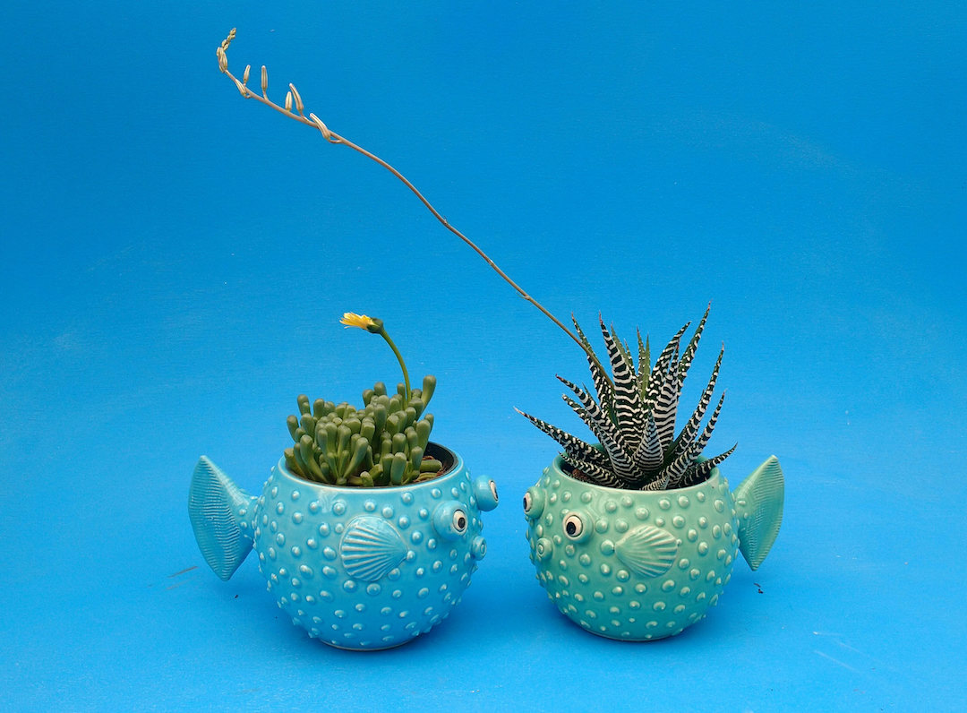 Ceramic air plant holder by Cindy Searles