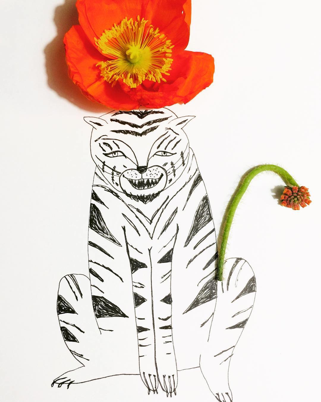 Flower drawings by Melissa Flesher