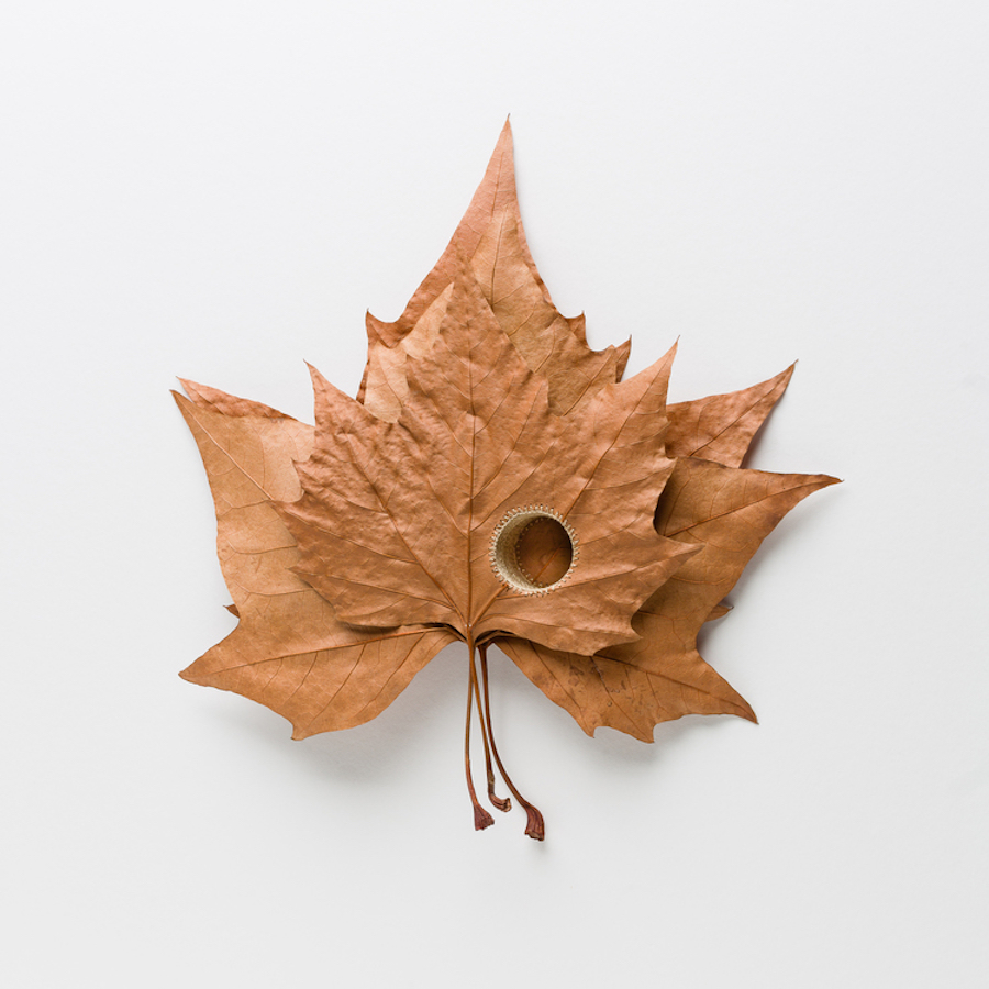 Leaf art by Susanna Bauer