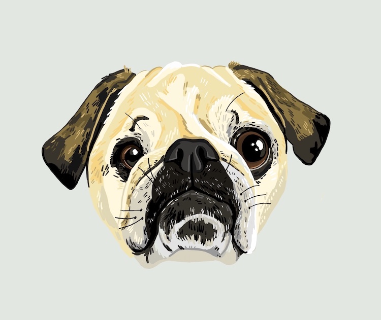 Digital pet portraits of dogs illustrated by Sara Barnes / Brown Paper Stitch