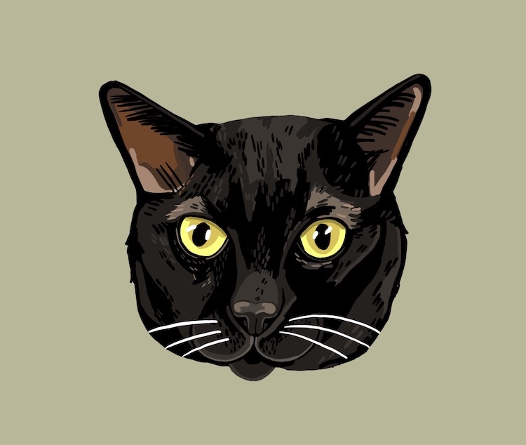 Digital pet portrait of a cat illustrated by Sara Barnes / Brown Paper Stitch